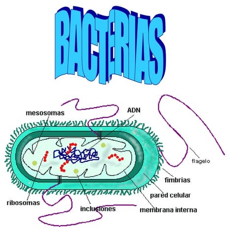 Bacterias