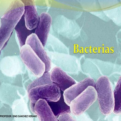 Bacterias definicion-y-clases