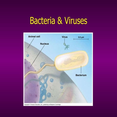 Bacteria & Viruses