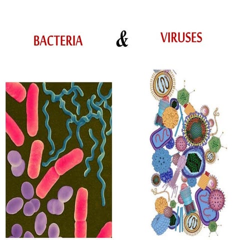 Bacteria & viruses