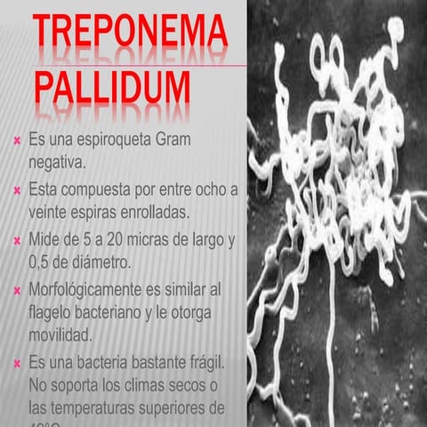 Treponema pallidum y Neisseria gonorrhoeae