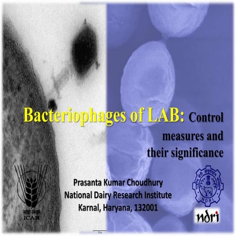Bacteriophages of LAB control measures and significance  