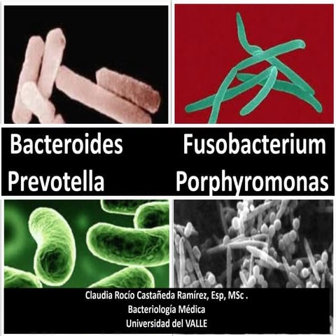 Bacteroides, fusobacterium, porphyromonas y prevotella