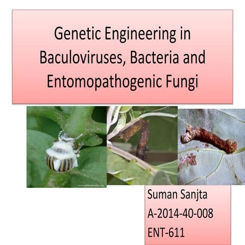 Genetic engineering in baculovirus, entomopathogenic fungi and bacteria