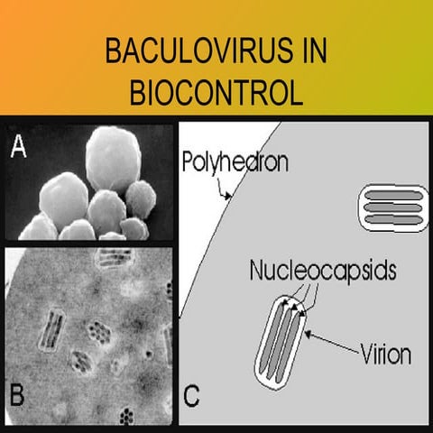 baculoviruses as an efficient viral vector