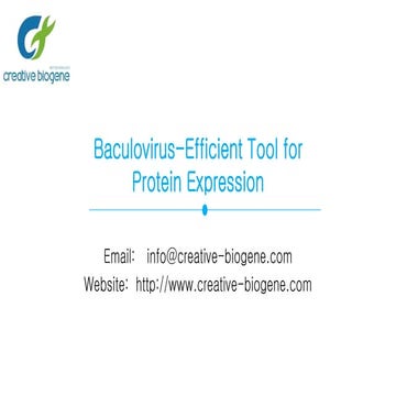 Baculovirus-efficient tool for protein expression