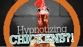 Chicken Hypnosis & Bad Presentations #PresentationTips