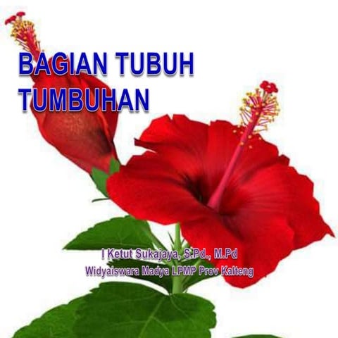 Bagian Tumbuhan