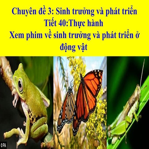 sinh truong va phat trien o dong vat(Dung).pptx