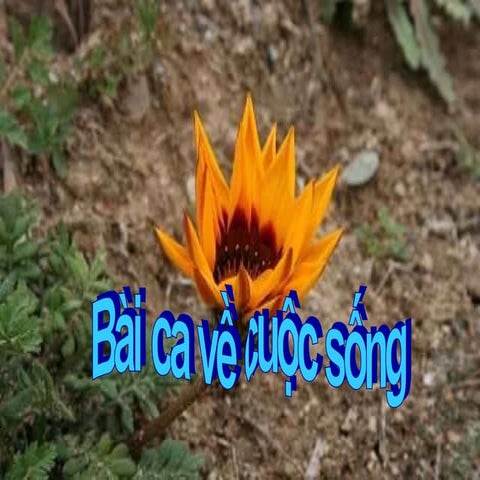 Baica Ve Cuoc Song
