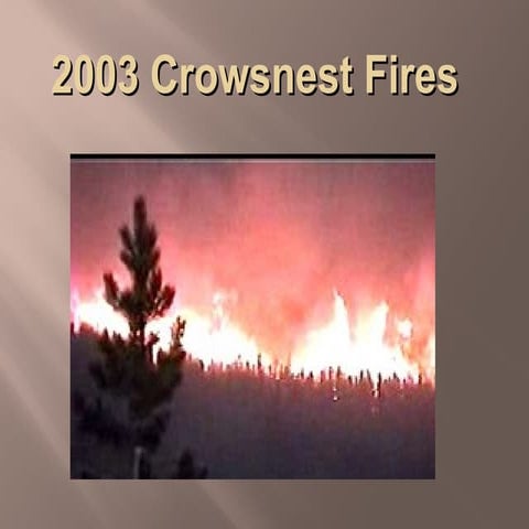 Baileyhooper Crowsnest