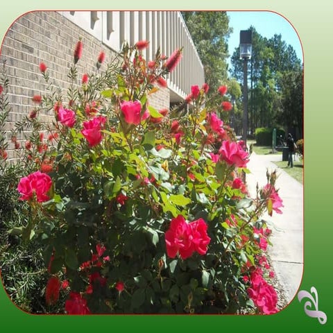 Bainbridge College Graduation 2011