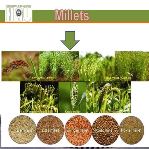 bajra (19.8.20)cultivation…………………………….ppt