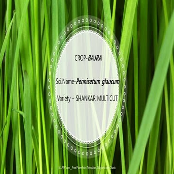 Bajra__revised (1).pptx