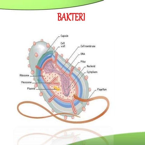 BAKTERI.pptx