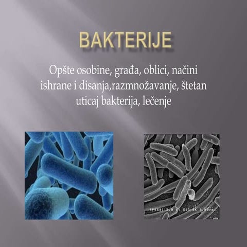 Bakterije