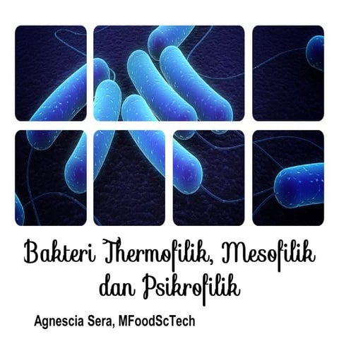 Bakteri thermofilik, mesofilik dan psikrofilik
