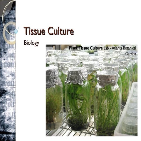  tissue culture hybridization