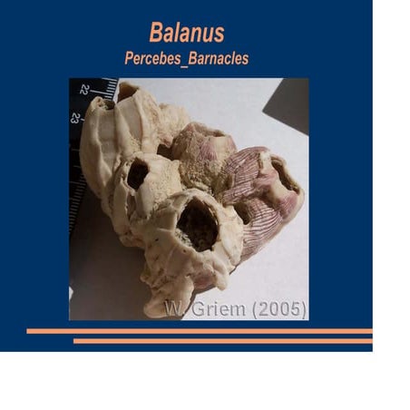 Balanus | PDF