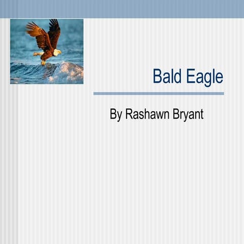 Bald Eagle by Rashawn Bryant