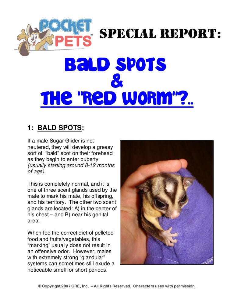 neutering sugar gliders