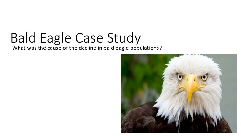 Where do bald eagles live image