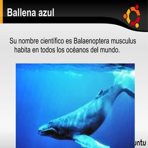 Ballena azul daniel chaves