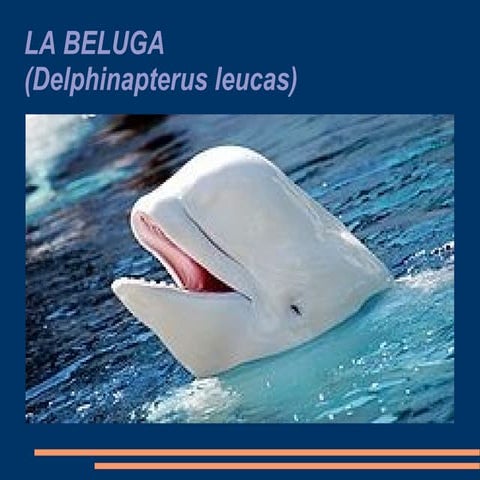 Ballena beluga