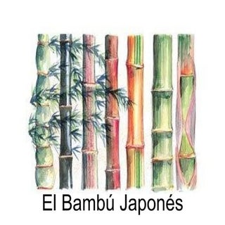 Bambú JaponéS.Pps  1