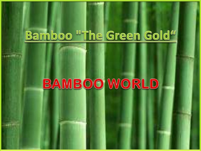 Bamboo bush image