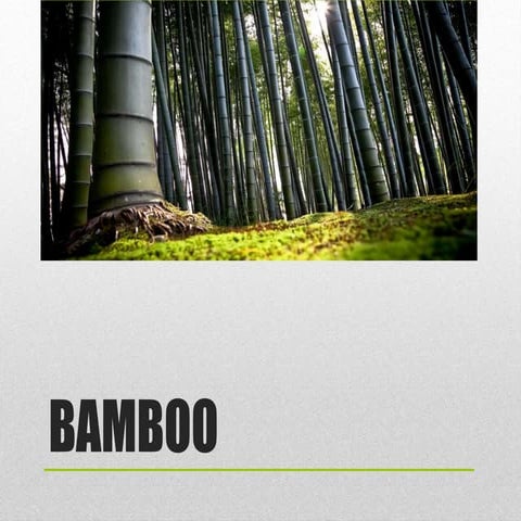 Bamboo