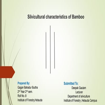 Bamboo