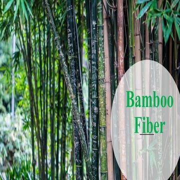 Bamboo