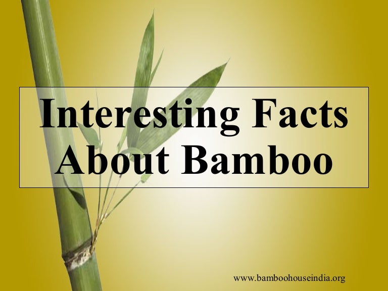 Bamboo Facts