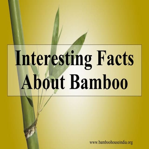 Bamboo Facts