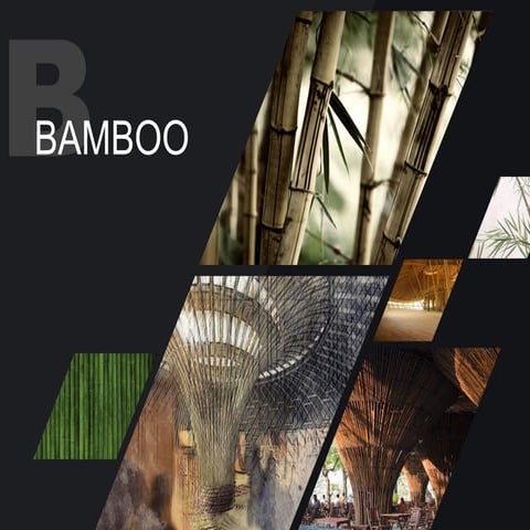 Bamboo