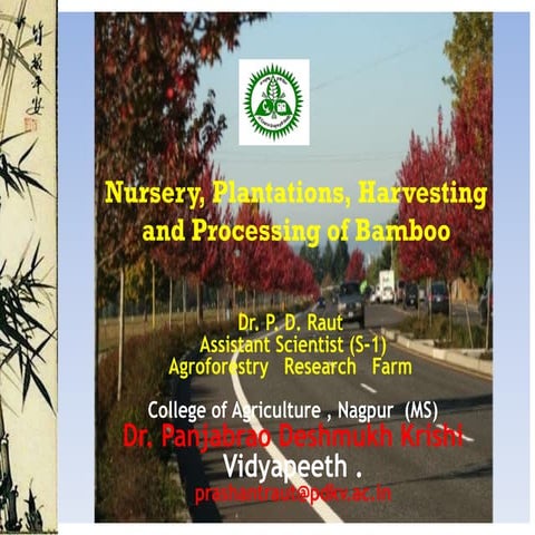 Bamboo Final presentation on Nursery plantation harvesting and processing of ...