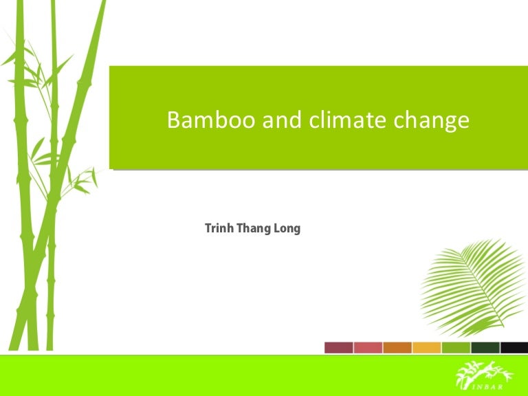 Bamboo for climate change