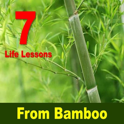 Bamboo Lessons 