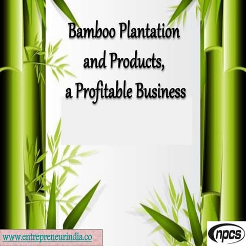 Bamboo Plantation and Products, a Profitable Business