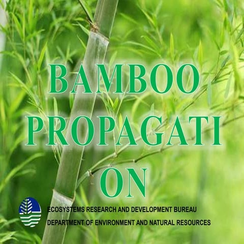 Bamboo Propagation.ppt