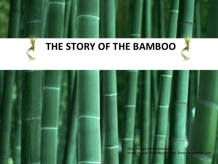The Story of the Bamboo