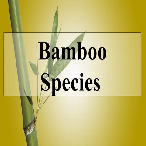 Bamboo Species in India