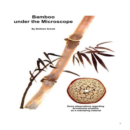 Bamboo under the_microscope