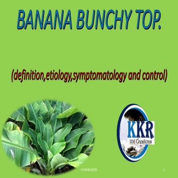BANANA BUNCHY  TOP               K R.pptx