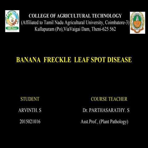 Banana freckle leaf spot disease