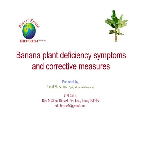 Banana plant deficiency symptoms and corrective measures [compatibility mode]