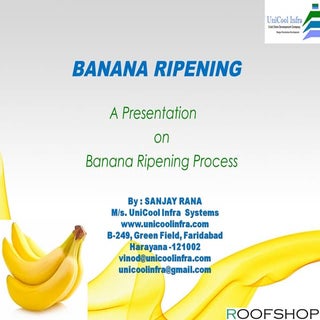 Banana ripening plant manufacturer ...