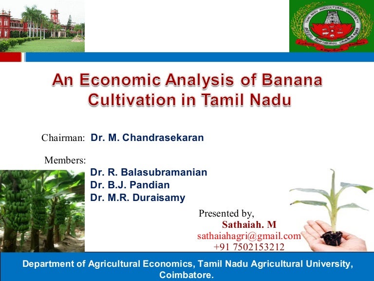 An Economic Analysis of Banana Cultivation in Tamil Nadu