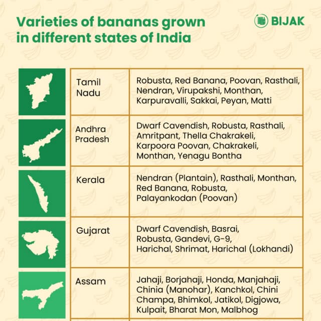 All on Banana Cultivation in India PDF